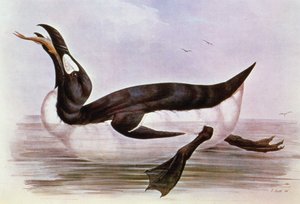 The Great Auk, illustration fra 